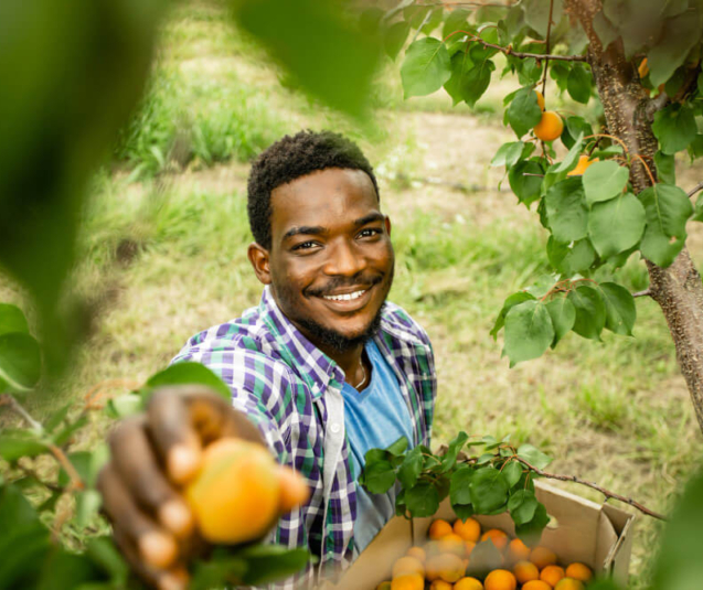 farmer-showing-harvest-fresh-sweet-apricots (1)