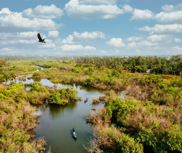 wetland (1)